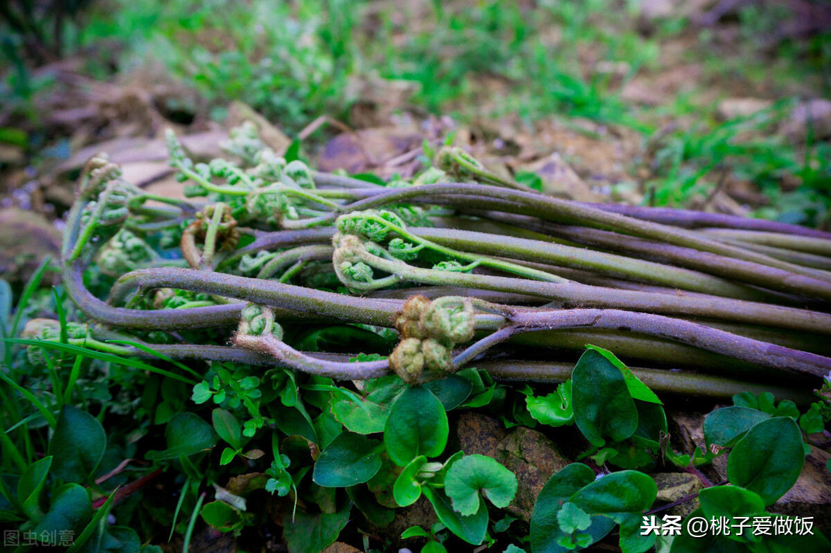 春天必吃的6种野菜，比肉还香，谁是你的心头好？