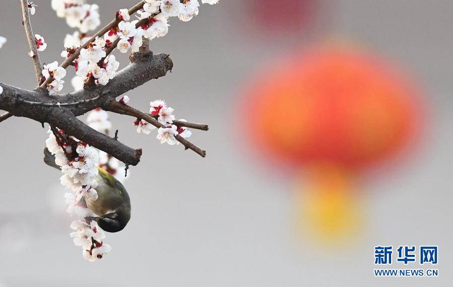 　　3月8日，小鸟在山东省滕州市公园花枝上觅食。　　初春时节，各地鲜花渐次开放，吸引人们来到户外踏青赏花。　　新华社发（李志军 摄）