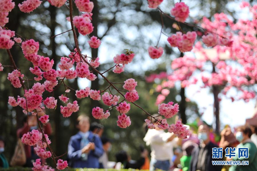 　　3月8日，游客在云南昆明圆通山公园观赏盛开的樱花。　　初春时节，各地鲜花渐次开放，吸引人们来到户外踏青赏花。　　新华社发（梁志强 摄）
