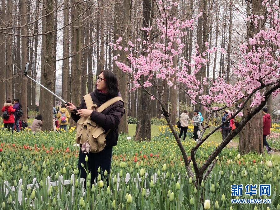 　　3月8日，一名游客在南京中山植物园内赏花自拍。　　初春时节，各地鲜花渐次开放，吸引人们来到户外踏青赏花。　　新华社发（刘建华 摄）