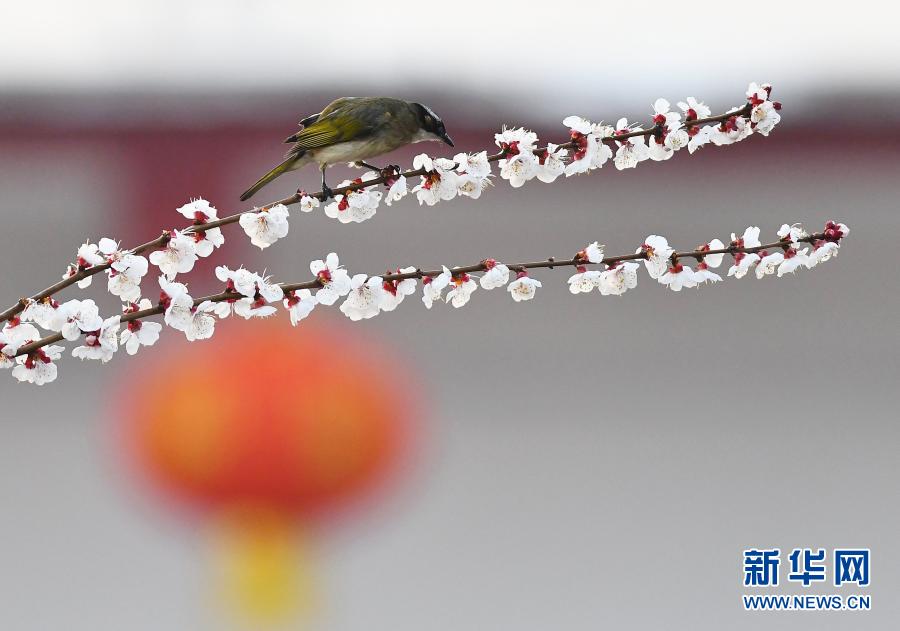 　　3月8日，小鸟在山东省滕州市公园花枝上觅食。　　初春时节，各地鲜花渐次开放，吸引人们来到户外踏青赏花。　　新华社发（李志军 摄）