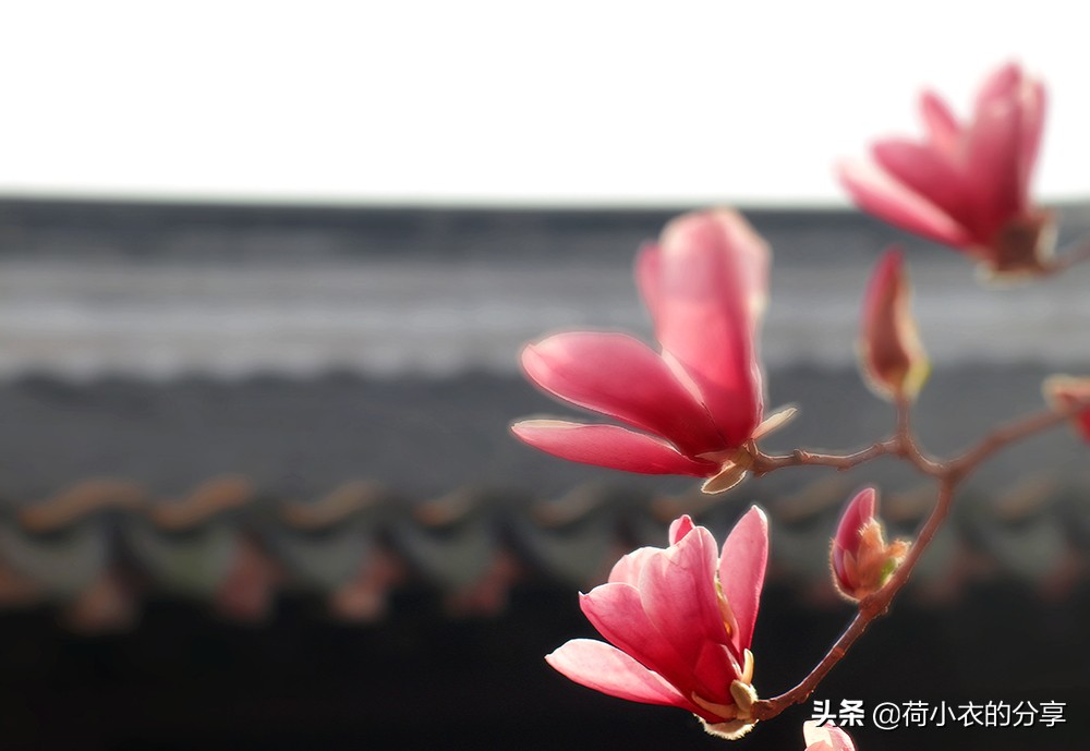 苏州最值得去的10个园林,除了拙政园之外,你还会考虑去哪个