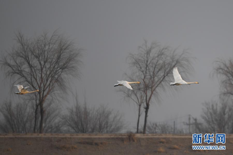 　　3月9日，候鸟在达拉特旗境内黄河湿地上空飞翔。　　近日，随着天气转暖，黄河水面渐开冻，成群候鸟飞抵内蒙古鄂尔多斯市达拉特旗境内黄河沿线湿地。　　新华社记者 刘磊 摄