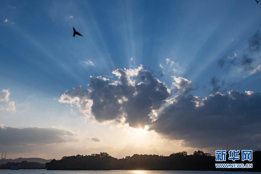 　　3月9日，鸟儿在新加坡贝雅士蓄水池附近飞翔。新华社发（邓智炜 摄）