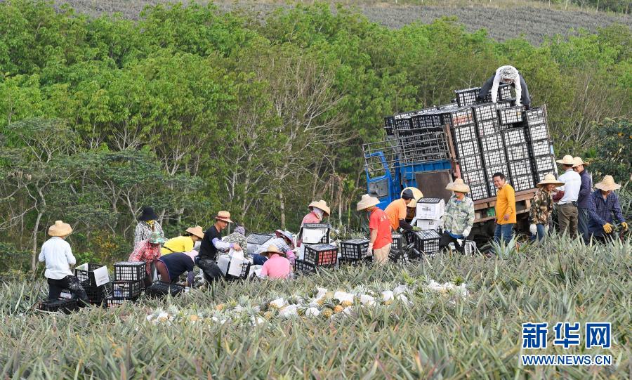 　　3月10日，在万宁市龙滚镇凤园村，工人将菠萝装箱后装车。　　近日，海南省万宁市迎来菠萝采收季，本地企业、农户积极组织工人采收菠萝，田间地头一派繁忙景象。　　新华社记者 杨冠宇 摄