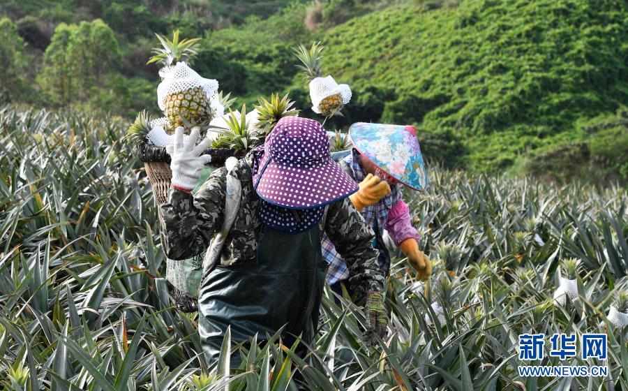 　　3月10日，在万宁市龙滚镇凤园村，工人在采收菠萝。　　近日，海南省万宁市迎来菠萝采收季，本地企业、农户积极组织工人采收菠萝，田间地头一派繁忙景象。　　新华社记者 杨冠宇 摄
