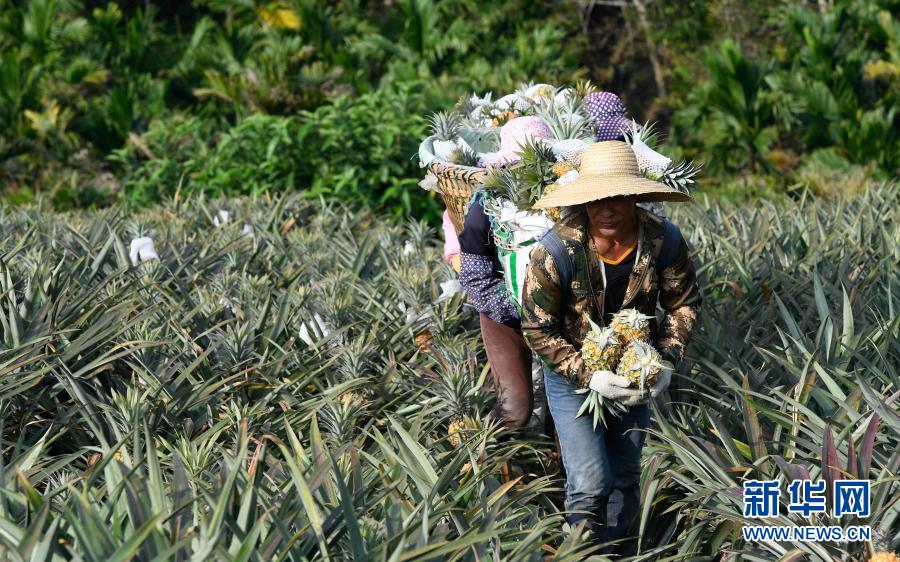 　　3月10日，在万宁市龙滚镇凤园村，工人采收好菠萝后走向堆放点。　　近日，海南省万宁市迎来菠萝采收季，本地企业、农户积极组织工人采收菠萝，田间地头一派繁忙景象。　　新华社记者 杨冠宇 摄