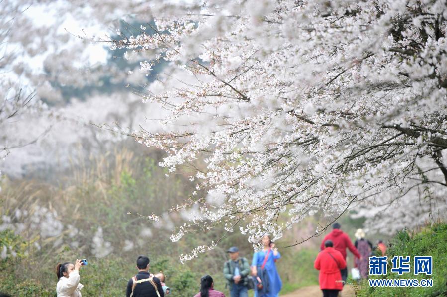 　　3月11日，游人在贵州省贵安新区的樱花园内赏花游玩。　　春季里，贵州省贵安新区红枫湖畔的樱花园内樱花绽放，花海如云似雪，吸引游人踏春赏樱。　　新华社发（宁坚 摄）