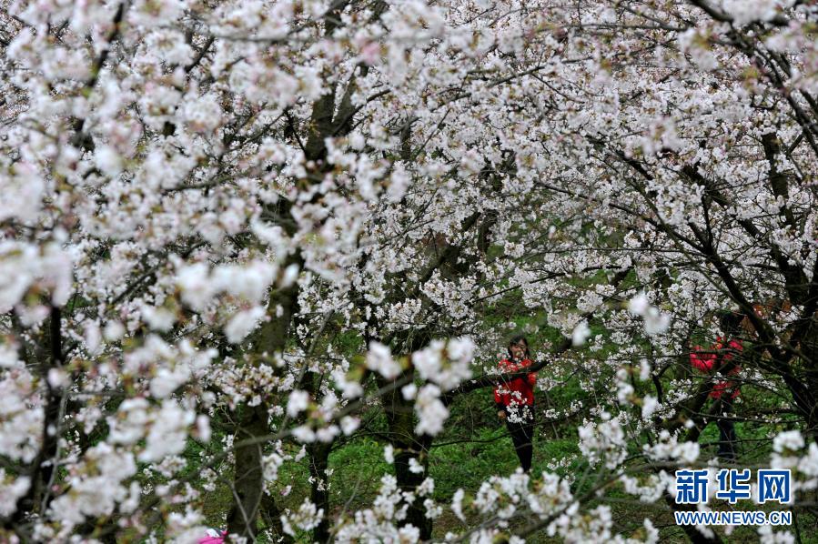 　　3月11日，游人在贵州省贵安新区的樱花园内赏花游玩。　　春季里，贵州省贵安新区红枫湖畔的樱花园内樱花绽放，花海如云似雪，吸引游人踏春赏樱。　　新华社发（宁坚 摄）