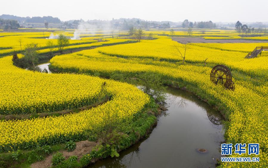 　　安州区乐兴镇莲花村的油菜花海（3月14日摄，无人机照片）。新华社记者 江宏景 摄