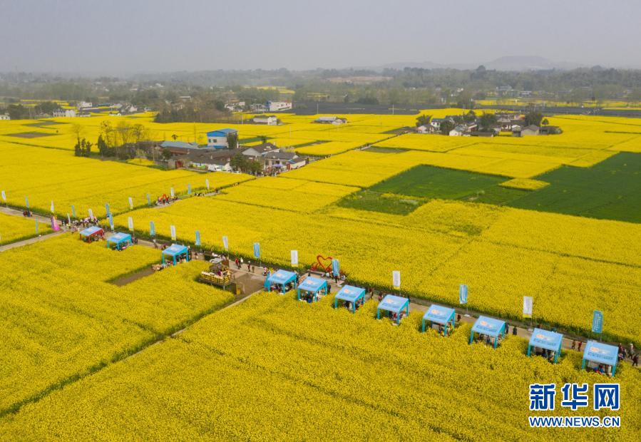 　　安州区秀水镇龙泉村的油菜花海（3月14日摄，无人机照片）。新华社记者 江宏景 摄