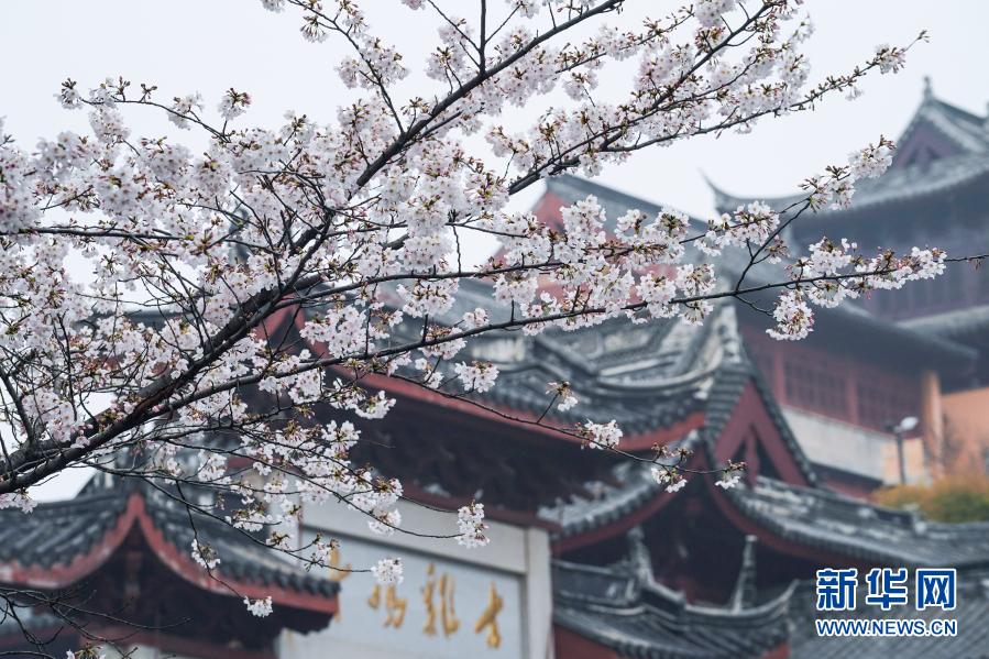 　　这是3月16日在南京鸡鸣寺路拍摄的樱花。　　近日，南京街头盛开的樱花灿若云霞，吸引众多市民游客外出赏花游玩，享受春日美景。　　新华社记者 李博 摄