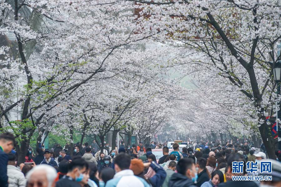 　　3月16日，市民游客在南京鸡鸣寺路观赏樱花。　　近日，南京街头盛开的樱花灿若云霞，吸引众多市民游客外出赏花游玩，享受春日美景。　　新华社记者 李博 摄