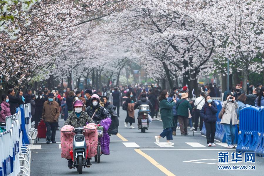 　　3月16日，市民游客在南京鸡鸣寺路观赏樱花。　　近日，南京街头盛开的樱花灿若云霞，吸引众多市民游客外出赏花游玩，享受春日美景。　　新华社记者 李博 摄