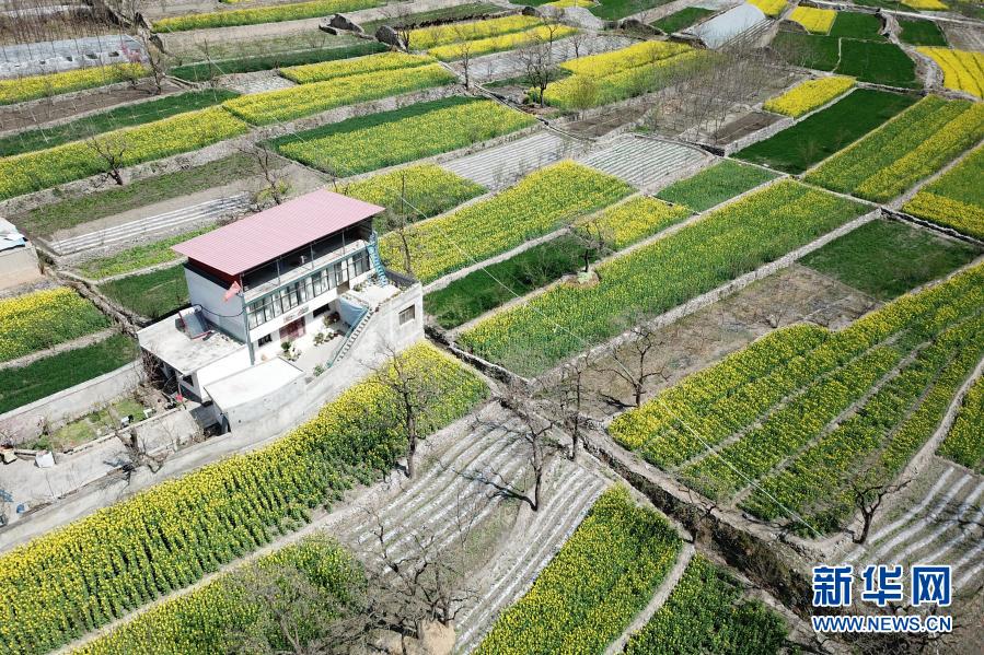 　　这是3月17日在舟曲县大川镇境内拍摄的油菜花（无人机照片）。新华社记者 范培珅 摄