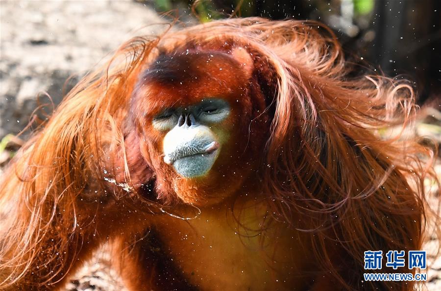 　　3月17日，川金丝猴猴爸“平平”喝水后甩动一头金黄秀发。  新华社记者 刘大伟 摄