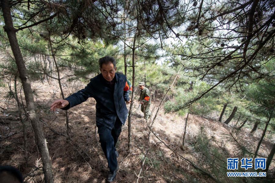 　　3月16日，秦安松（前）在山上巡查。　　位于山西省长治市平顺县的打虎岭林场平均海拔超过1700米，是平顺县面积最大的一片林场。今年72岁的秦安松已经在这里工作了51个年头。　　刚到打虎岭做护林员的时候，秦安松只有21岁。51年来，秦安松走遍了打虎岭林场的每一个角落，从一名护林员逐渐成长为林场场长。　　近期，秦安松十分忙碌。每天，秦安松要带领护林员巡山护林、监控森林火险，连续作业近10个小时，忙的时候连口水都顾不上喝。　　护林工作虽然辛苦，但看到一棵棵树苗茁壮成长，林场面积不断扩大，秦安松倍感欣慰。“我的名字叫安松，守护林场就是我的使命。”秦安松说。　　新华社记者 杨晨光 摄