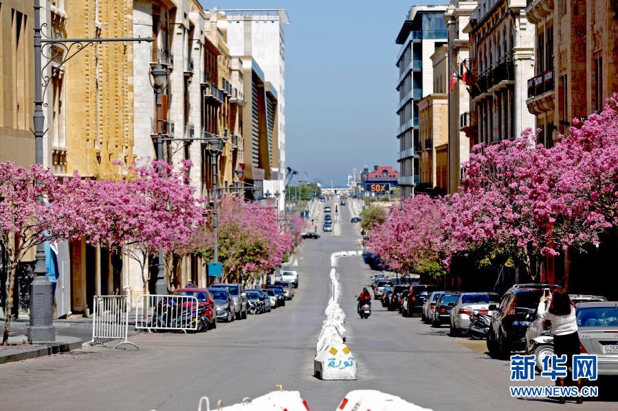 　　3月21日，一名女子在黎巴嫩贝鲁特街头拍摄盛开的春花。新华社发（比拉尔·贾维希摄）