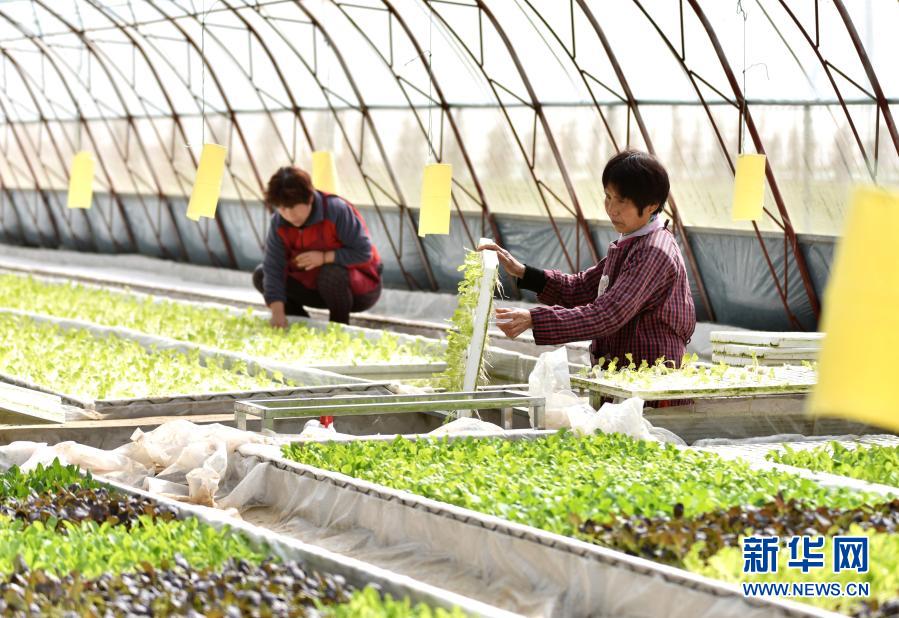 　　3月21日，在河北省邢台市南和区和阳镇东侯庄村一农业园区，工人在管理水培蔬菜。　　眼下，各地农民积极投入春管春种等农业生产活动，田间地头一派生机。　　新华社记者 朱旭东 摄