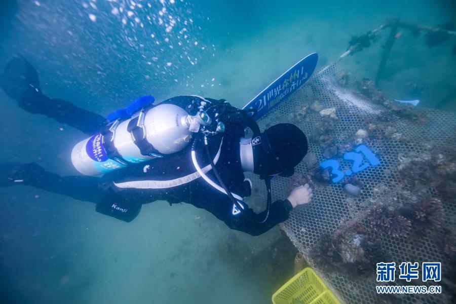 　　3月21日，志愿者在深圳大鹏金沙湾海域海底扶植珊瑚。　　当天是世界森林日，来自深圳的志愿者在深圳大鹏金沙湾海域举行“珊瑚扶植”活动。来自各行各业的10名志愿者下海清理垃圾，收集珊瑚残肢并固定在特定区域的苗圃上。未来，这些珊瑚稳定成长并恢复生机后，将会被放回海底的礁石上，此次活动旨在呼吁更多人关注“海底森林”——珊瑚礁，加强公众对海洋生态的保护意识。　　新华社发