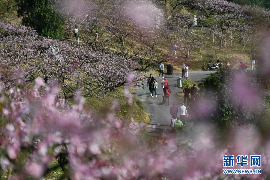 　　3月22日，游客在奉化区萧王庙街道林家桃园内赏花踏青。　　连日来，浙江宁波奉化区萧王庙街道上万亩连片种植的桃花陆续绽放，吸引不少游客到此赏花踏青。奉化于1996年被命名为“中国水蜜桃之乡”，水蜜桃种植面积超过5万亩。　　新华社记者 黄宗治 摄