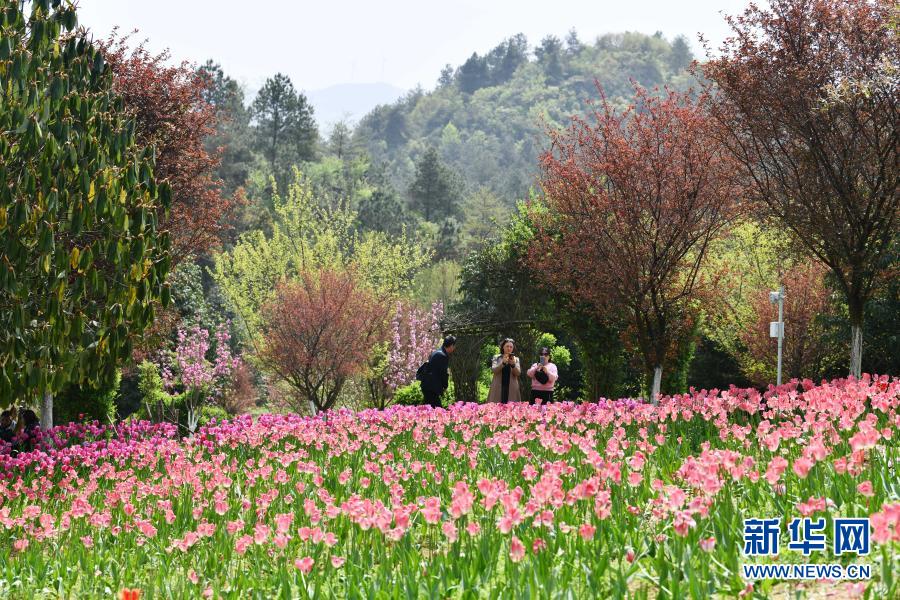 　　3月23日，游客在贵州省龙里县龙架山国家森林公园赏花观光。　　近日，贵州省黔南布依族苗族自治州龙里县龙架山国家森林公园里的郁金香、樱花陆续开放，吸引游客前来赏花观光。　　新华社记者 杨文斌 摄