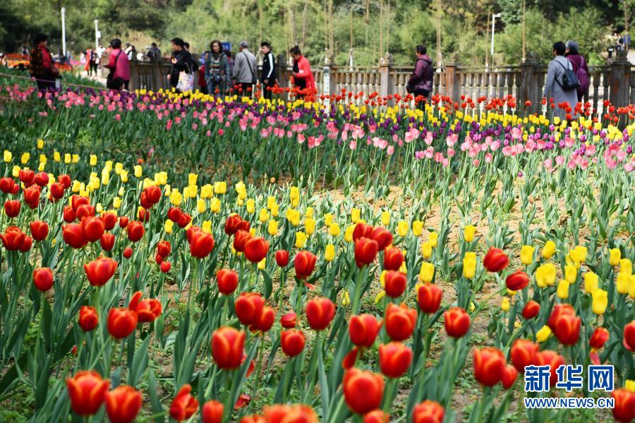 　　3月23日，游客在贵州省龙里县龙架山国家森林公园赏花观光。　　近日，贵州省黔南布依族苗族自治州龙里县龙架山国家森林公园里的郁金香、樱花陆续开放，吸引游客前来赏花观光。　　新华社记者 杨文斌 摄