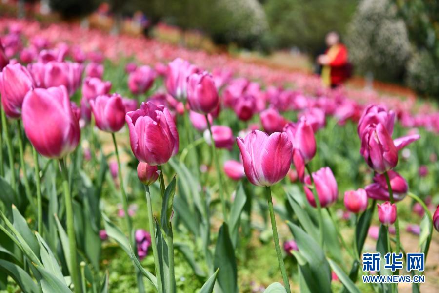 　　3月23日，游客在贵州省龙里县龙架山国家森林公园赏花观光。　　近日，贵州省黔南布依族苗族自治州龙里县龙架山国家森林公园里的郁金香、樱花陆续开放，吸引游客前来赏花观光。　　新华社记者 杨文斌 摄