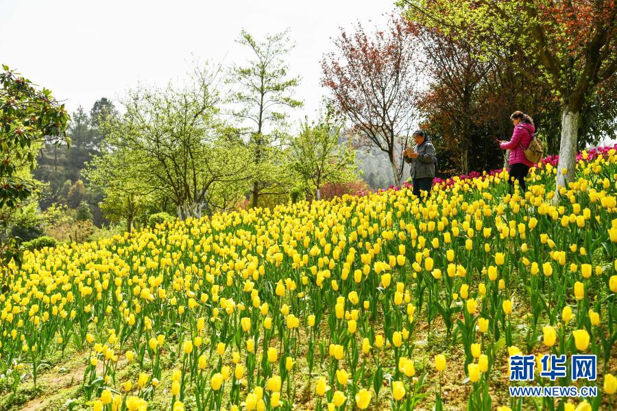 　　3月23日，游客在贵州省龙里县龙架山国家森林公园赏花观光。　　近日，贵州省黔南布依族苗族自治州龙里县龙架山国家森林公园里的郁金香、樱花陆续开放，吸引游客前来赏花观光。　　新华社记者 杨文斌 摄