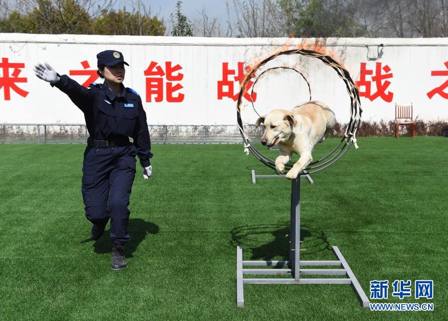 　　3月23日，合肥市水上应急救援队的队员在安徽省水上搜救基地进行搜救犬救援训练。　　当日，安徽省水上搜救基地在合肥市揭牌。该基地是经安徽省应急管理厅批准，依托合肥市水上应急救援队组建而成，下设蛙人中队、无人机中队、绳索中队、保障中队和搜救犬中队，共有队员40名。基地成立后，将立足合肥，服务全省，为全省水上突发事件应急处置体系和能力现代化建设贡献力量。　　新华社记者 周牧 摄