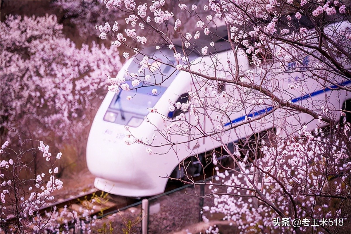 4月份被鲜花包围的7个地方,给自己放个假,愿卿不负大好春光