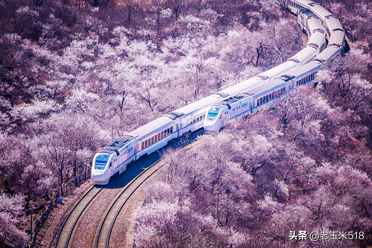 4月份被鲜花包围的7个地方,给自己放个假,愿卿不负大好春光