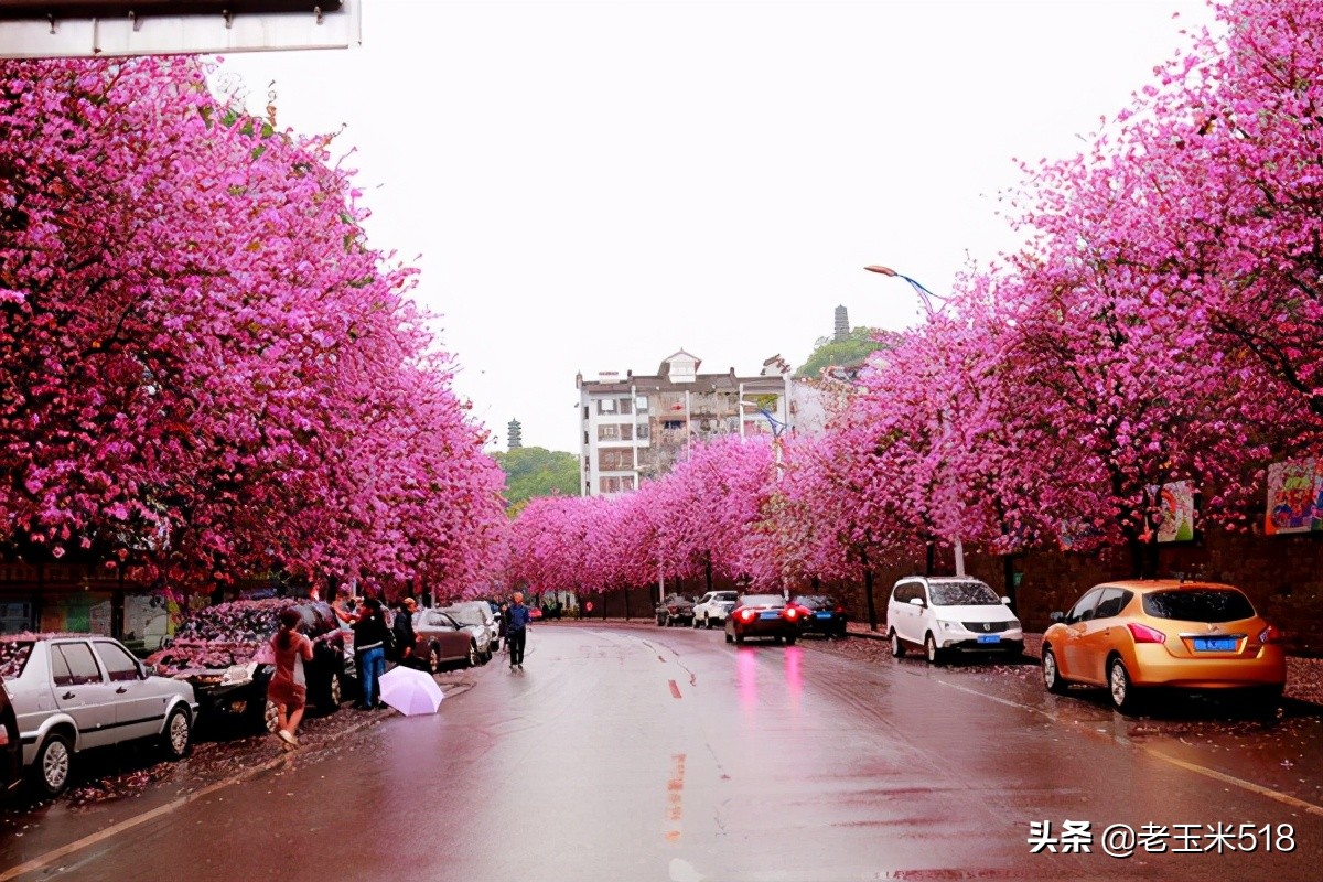 4月份被鲜花包围的7个地方,给自己放个假,愿卿不负大好春光