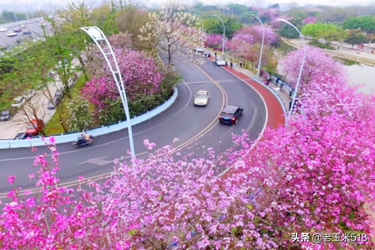 4月份被鲜花包围的7个地方,给自己放个假,愿卿不负大好春光
