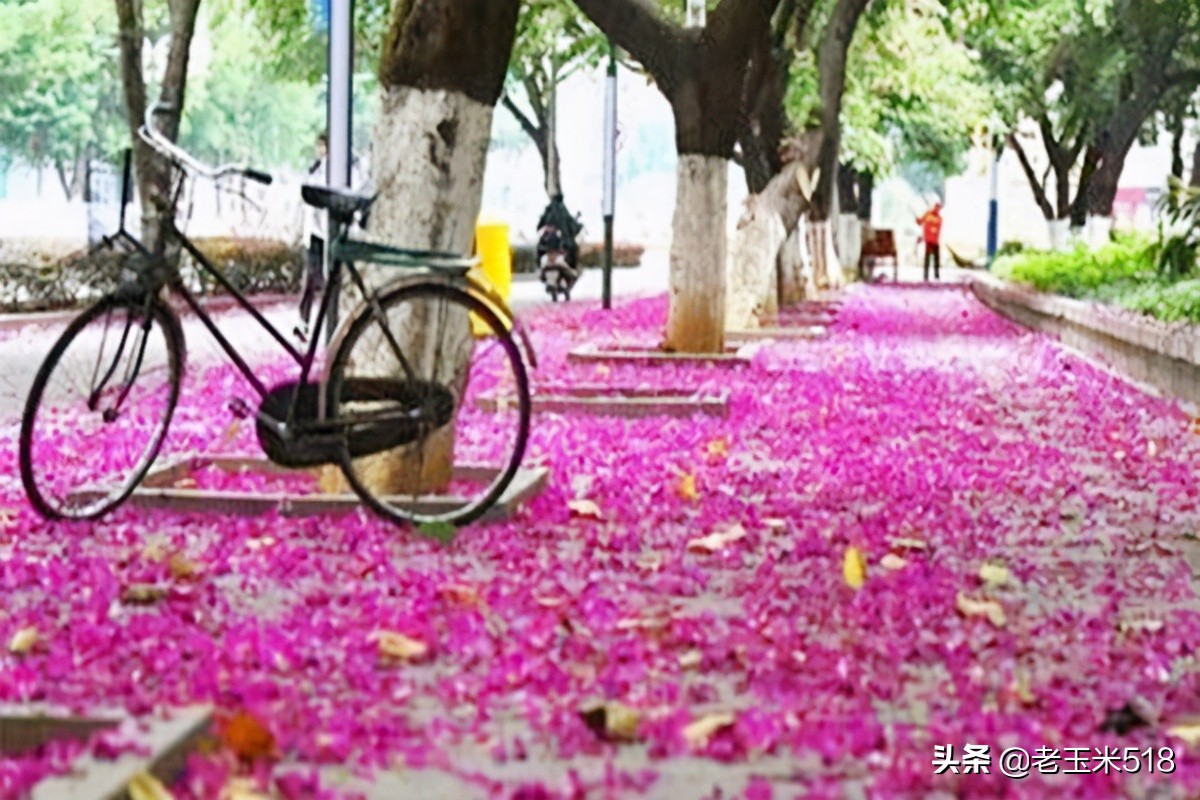 4月份被鲜花包围的7个地方,给自己放个假,愿卿不负大好春光