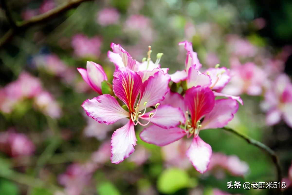 4月份被鲜花包围的7个地方,给自己放个假,愿卿不负大好春光