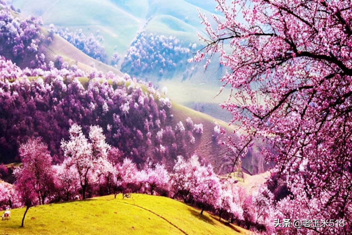 4月份被鲜花包围的7个地方,给自己放个假,愿卿不负大好春光
