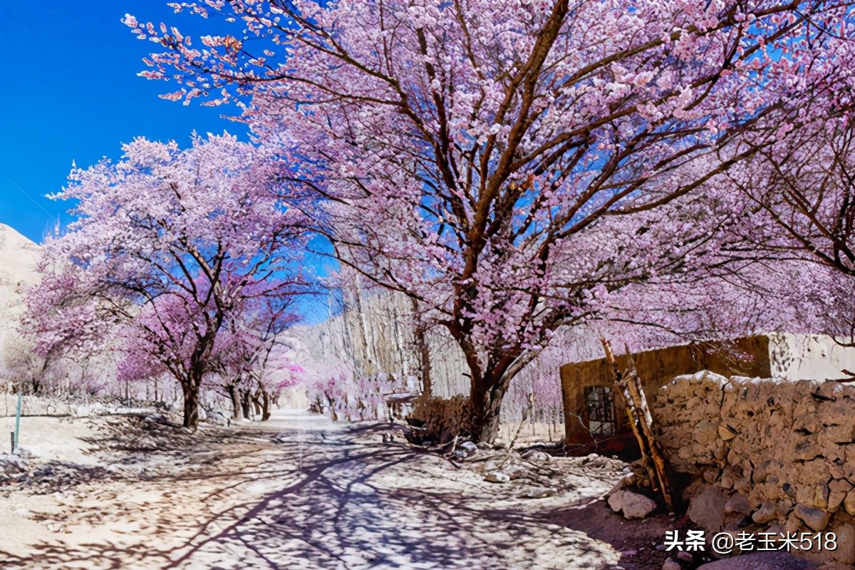 4月份被鲜花包围的7个地方,给自己放个假,愿卿不负大好春光