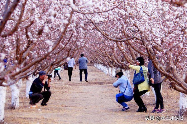 4月份被鲜花包围的7个地方,给自己放个假,愿卿不负大好春光