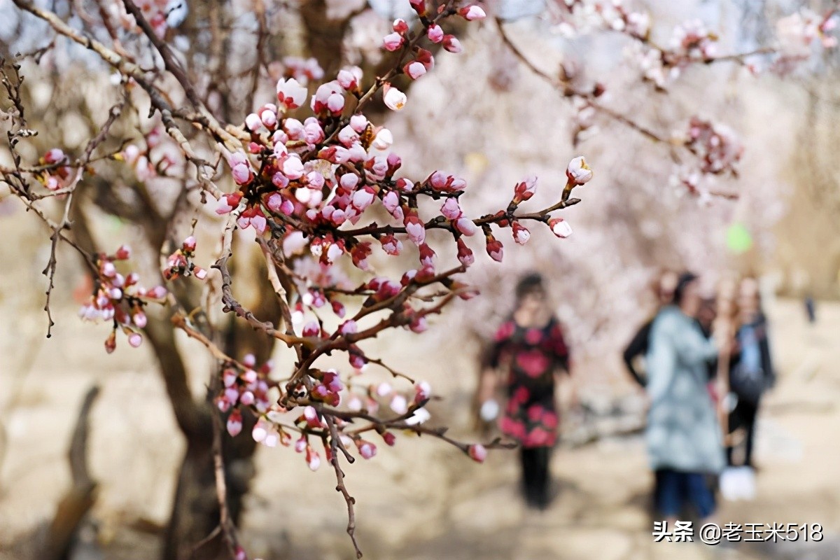 4月份被鲜花包围的7个地方,给自己放个假,愿卿不负大好春光