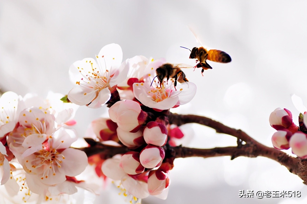 4月份被鲜花包围的7个地方,给自己放个假,愿卿不负大好春光