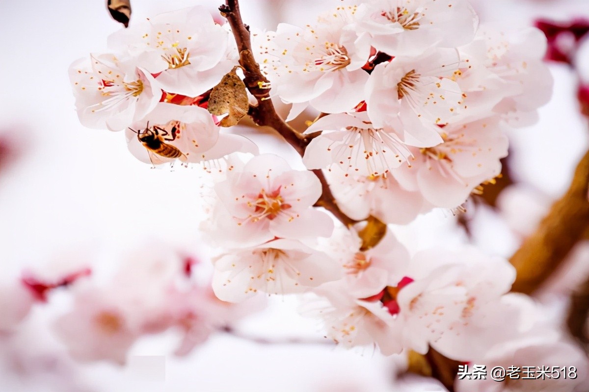 4月份被鲜花包围的7个地方,给自己放个假,愿卿不负大好春光