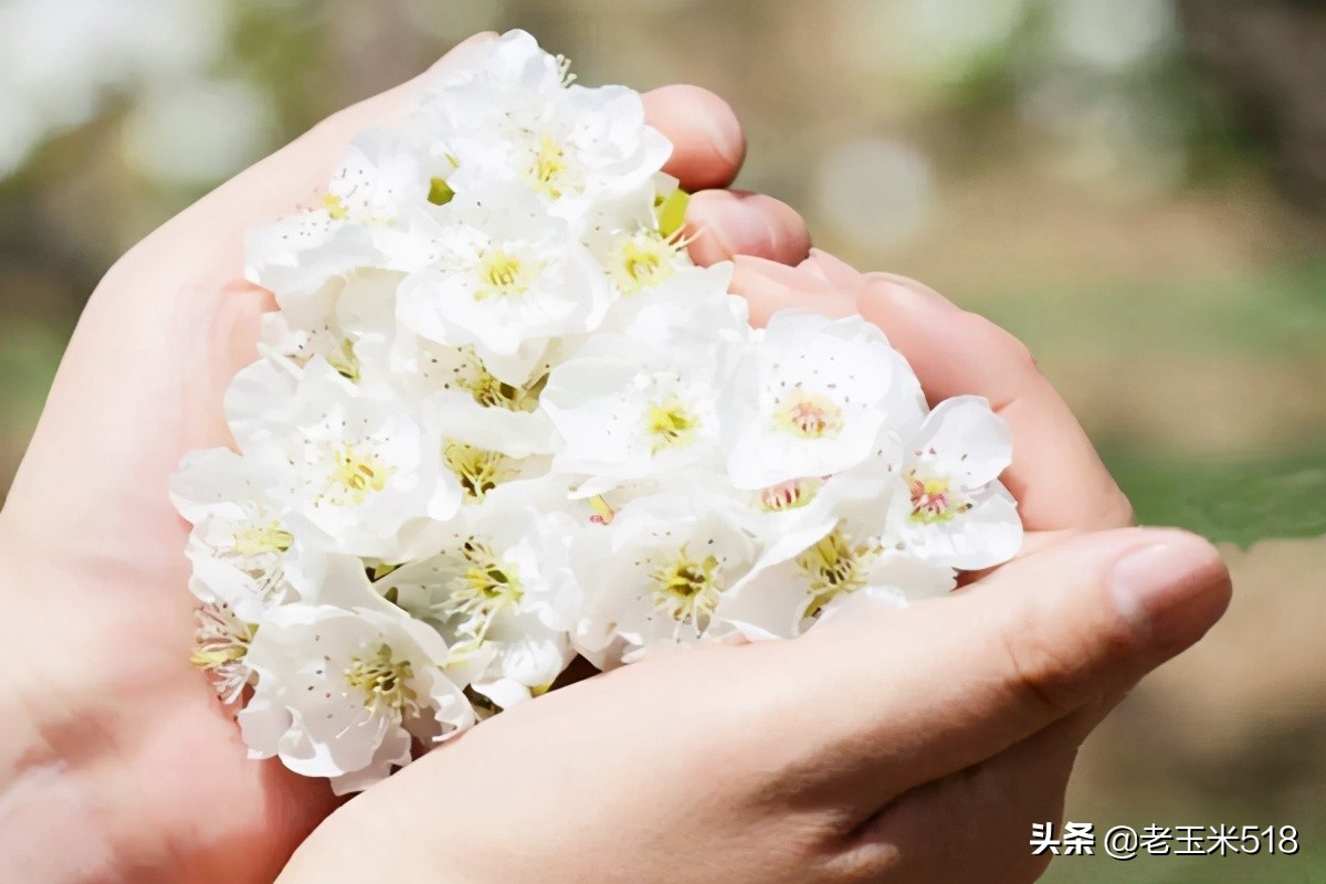 4月份被鲜花包围的7个地方,给自己放个假,愿卿不负大好春光