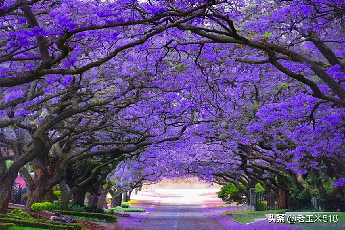 4月份被鲜花包围的7个地方,给自己放个假,愿卿不负大好春光
