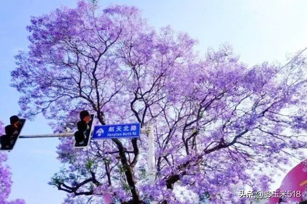4月份被鲜花包围的7个地方,给自己放个假,愿卿不负大好春光