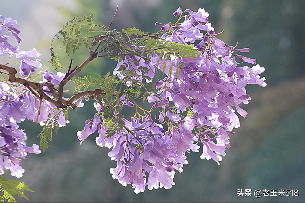 4月份被鲜花包围的7个地方,给自己放个假,愿卿不负大好春光
