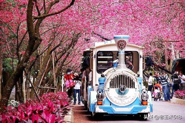 4月份被鲜花包围的7个地方,给自己放个假,愿卿不负大好春光