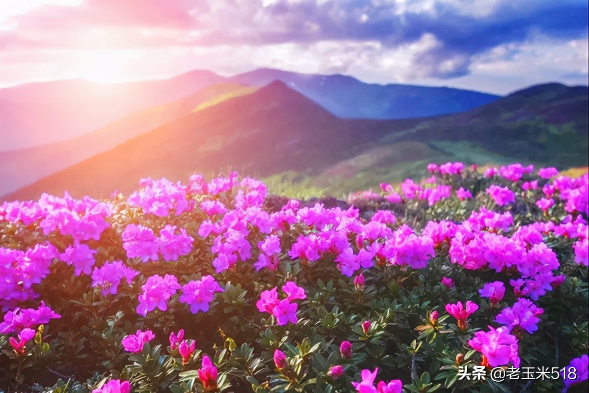 4月份被鲜花包围的7个地方,给自己放个假,愿卿不负大好春光