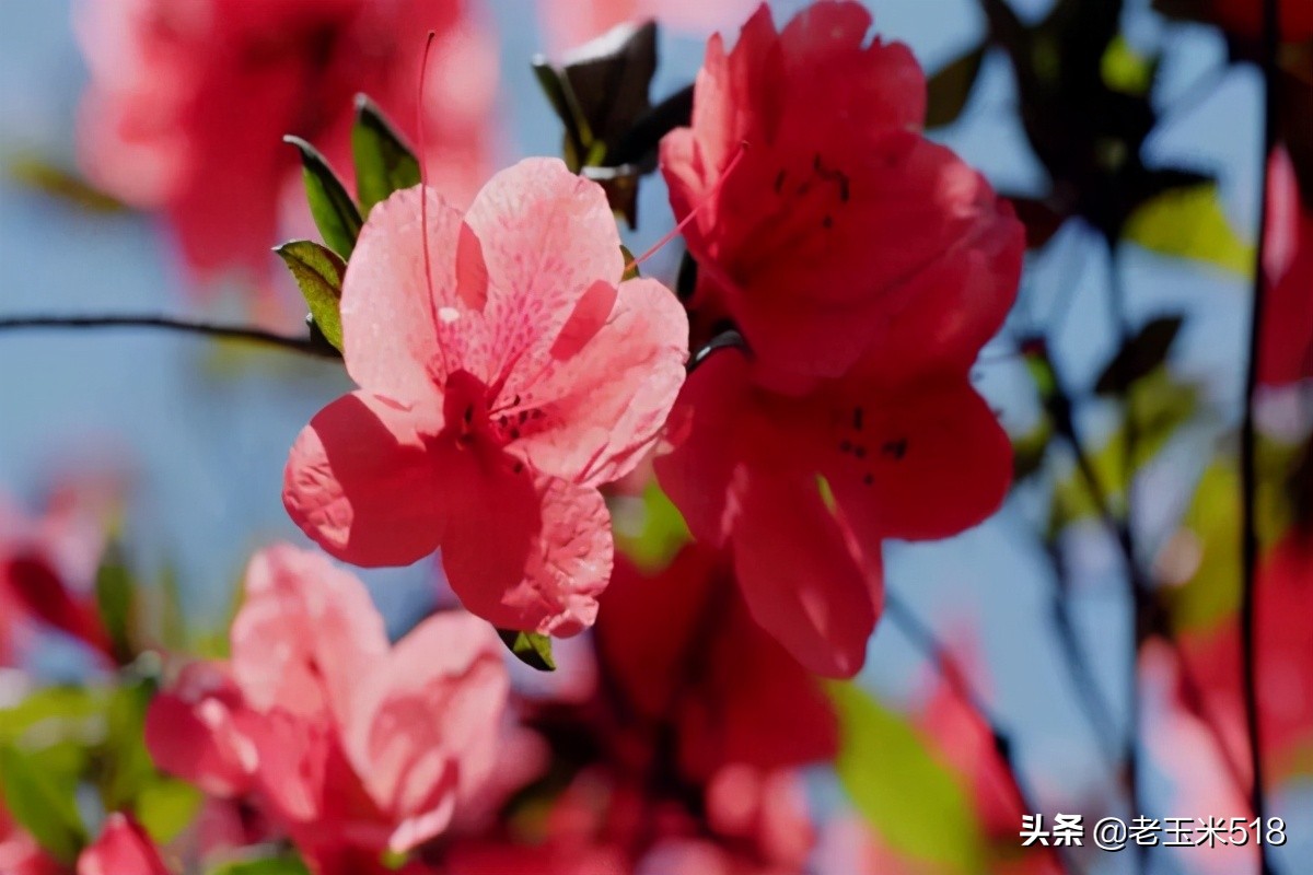 4月份被鲜花包围的7个地方,给自己放个假,愿卿不负大好春光