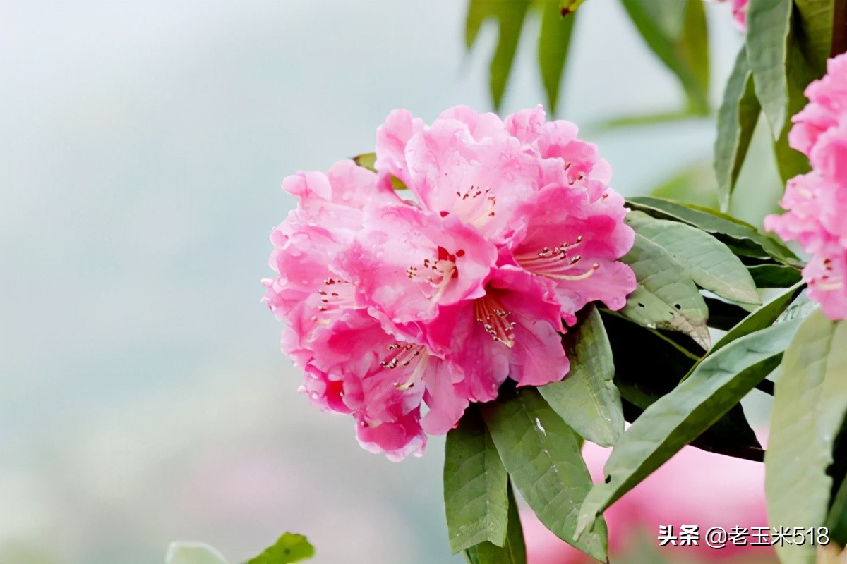 4月份被鲜花包围的7个地方,给自己放个假,愿卿不负大好春光